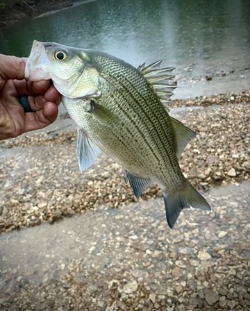 Experience the Thrill of White Bass Fishing at Oasis RV Park – Lake of the Ozarks!